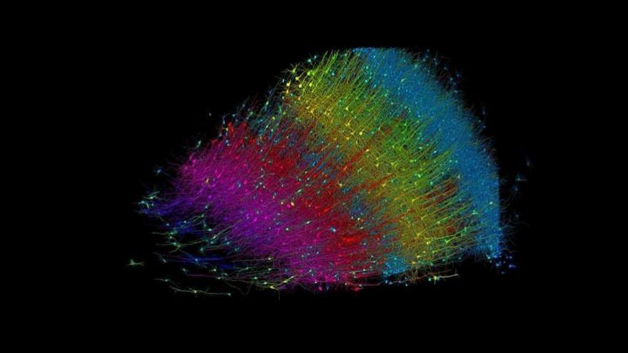 《Science》哈佛腦科學連接體學大師Jeff Lichtman聯手Google 繪製超解析3D大腦皮質圖