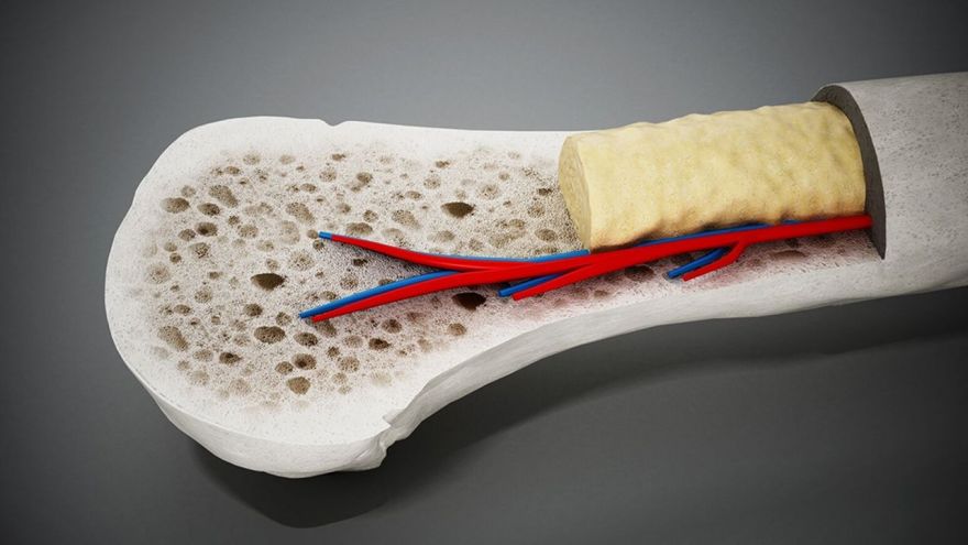 《Cell Stem Cell》首個人造全人源骨髓問世！助減少動物模型使用