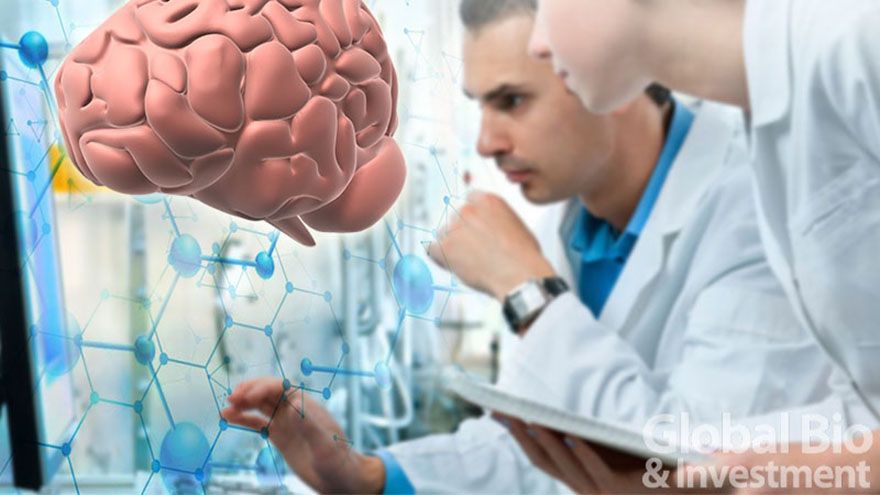 日本團隊體外重現腦迴路！丘腦-皮質組裝類器官解謎大腦發育關鍵