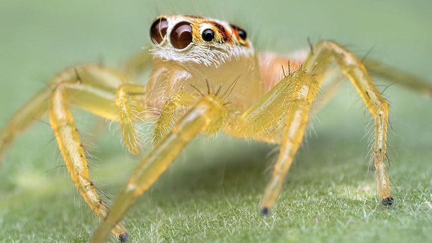 跳蛛全身佈滿絨毛能察覺環境的細微變化，腳上的毛可以讓牠在光滑表面上移動。(圖片來源/ PIXNIO網站)